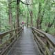 congaree-national-park