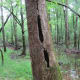 congaree-national-park