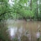 congaree-national-park