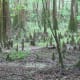 congaree-national-park