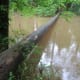congaree-national-park