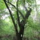 congaree-national-park