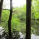 congaree-national-park