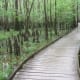 congaree-national-park