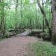 congaree-national-park