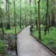 congaree-national-park