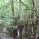 congaree-national-park