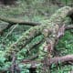 congaree-national-park