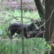 Wild Hogs! They were foraging in the grass and didn't pay much attention to us, fortunately!