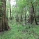 congaree-national-park