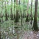 congaree-national-park