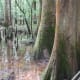 Here are a few photos of the many large trees along the Boardwalk at Congaree National Park.