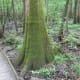 congaree-national-park
