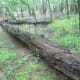 congaree-national-park
