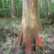 congaree-national-park