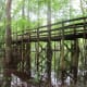 congaree-national-park