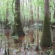 congaree-national-park