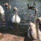 if you stay in one place for too long then a flock soon congregates.