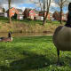 The waterfowl are friendly and curious. The views over the lake from the adjacent properties must be stunning.