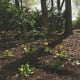 There is evidence of delicate planting.