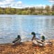 Swans and Mallards are popular residents.