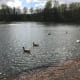 The lakes and mature vegetation attract an interesting range of seasonal waterfowl, Canada Geese, Coots, Mallards, Swans, Great Crested Grebe, Tufted ducks and various gulls.