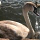 They are very inquisitive and not afraid of you. They see you as having an easy meal for them. Only use bird feed purchased from the visitor centre.