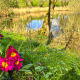 A dash of colour among the green and gold.