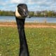 The resident waterfowl are not afraid to approach you in search of an easy meal.