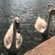 Juvenile Swans on the smaller lake which acts as a bird sanctuary. These form part of the resident waterfowl flock.