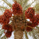 5-health-benefits-of-dates