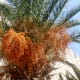 Date Palm loaded with dates