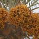 5-health-benefits-of-dates
