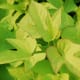 sweet potato plant from Indonesia