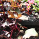 sweet potato plant from Hawaii