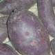 purple sweet potatoes