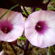 sweet potatoes flowers