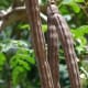 Dry Moringa Pods