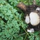 Moringa Leaves and Rootstock