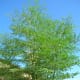 Moringa oleifera Or Sahjan Tree