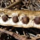 Mature Moringa Seeds