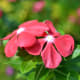sadabahar-periwinkle-plant-or-vinca-rosea-health-benefits-and-uses