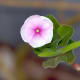 sadabahar-periwinkle-plant-or-vinca-rosea-health-benefits-and-uses