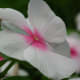 sadabahar-periwinkle-plant-or-vinca-rosea-health-benefits-and-uses