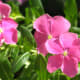 sadabahar-periwinkle-plant-or-vinca-rosea-health-benefits-and-uses