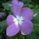 sadabahar-periwinkle-plant-or-vinca-rosea-health-benefits-and-uses