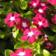 sadabahar-periwinkle-plant-or-vinca-rosea-health-benefits-and-uses