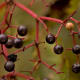 Elderberry