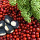 Another variety of Ber (Chanya Manga Bor, the red orange colored fruit)