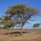 Ber Tree
